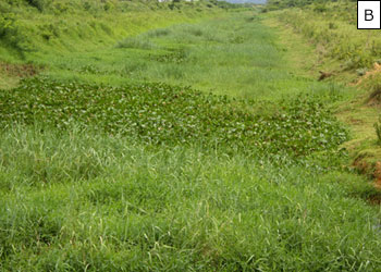 Figura 19 – Trechos do Canal do Rio Piuhi, próximos do terceiro lago, com níveis elevados de assoreamento e cobertos por vegetação aquática densa